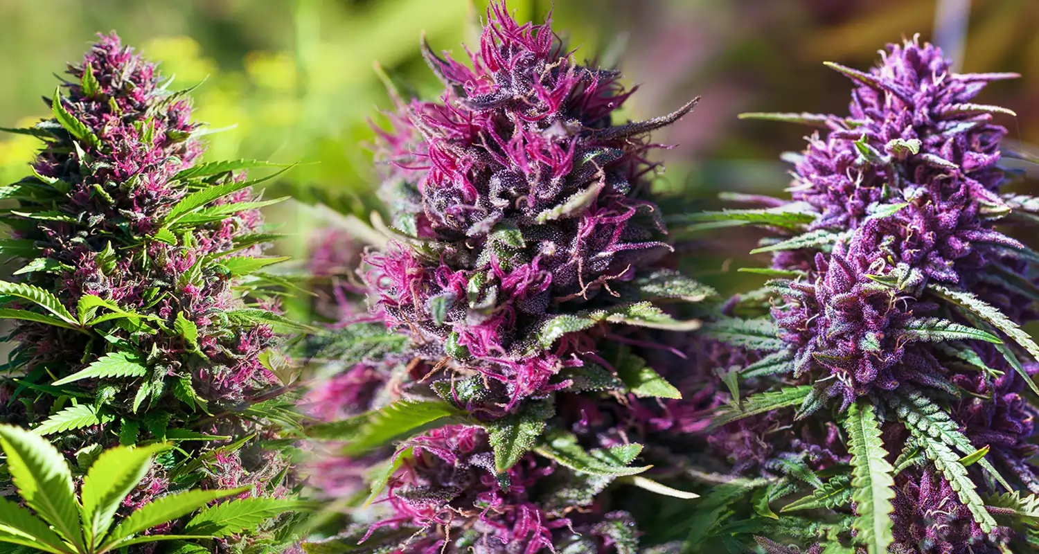 Mixing Delta 8 Flower with Other Herbs: What You Should Know